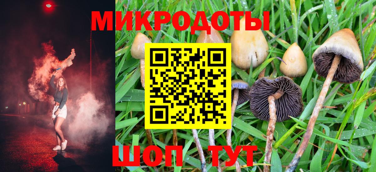 Псилоцибиновые грибы Psilocybe Великий Устюг